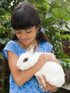 vet questions: rabbit
