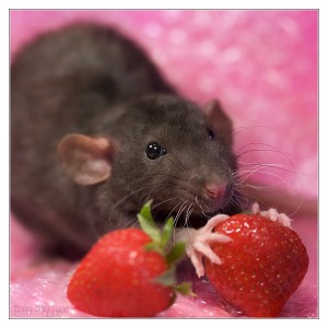 vet questions: rat nutrition